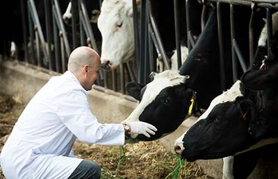 Veterinarian With Cows