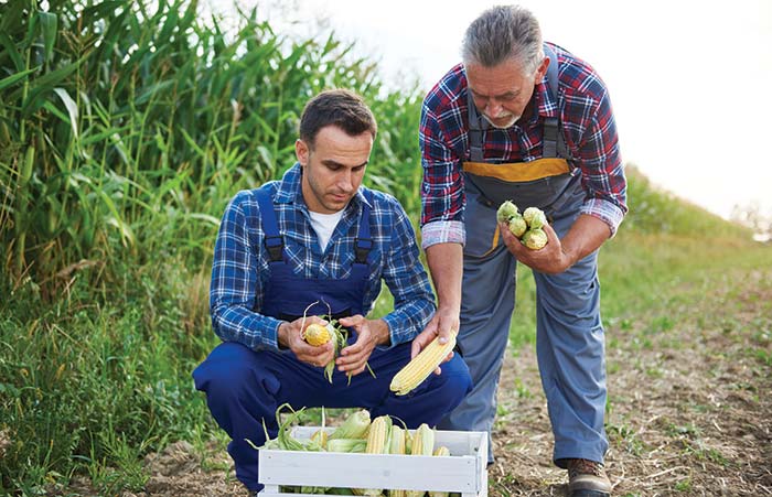 Father And Son With Corn Crop