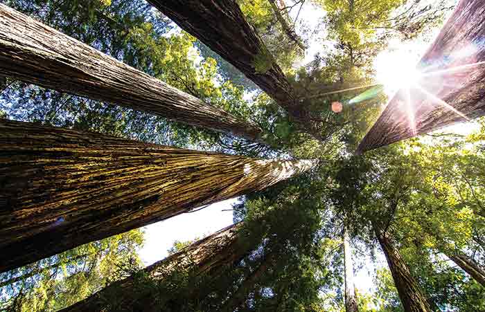 Looking up at Large Trees in Forest