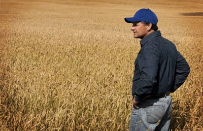 Farmer in wheat field