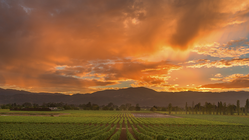 Napa Valley California Vineyard landscape Sunset Napa Valley California Vineyard landscape Sunset