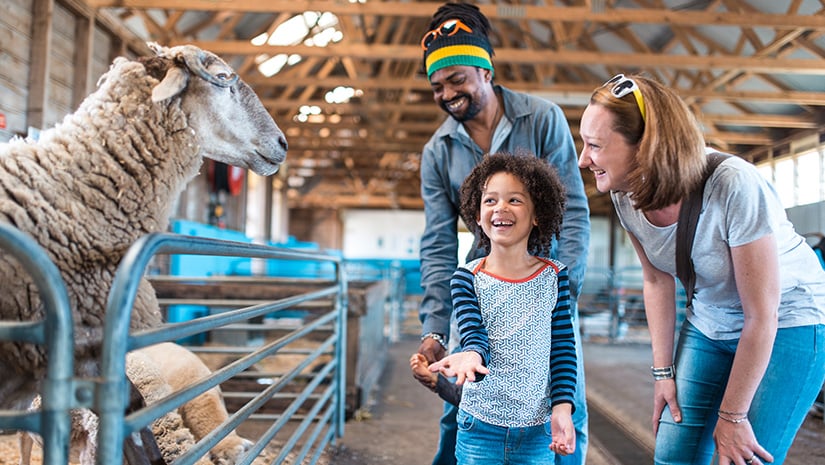 Children feeding a sheep on a farm