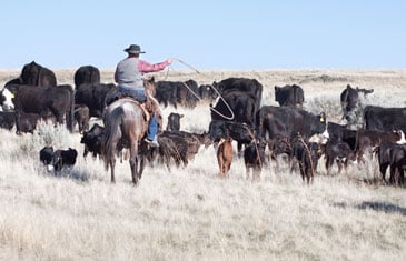 Cowboy Herding Angus Cattle on Open Range