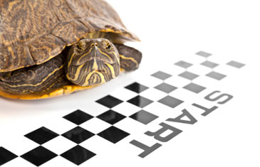 Turtle Getting Ready to Start